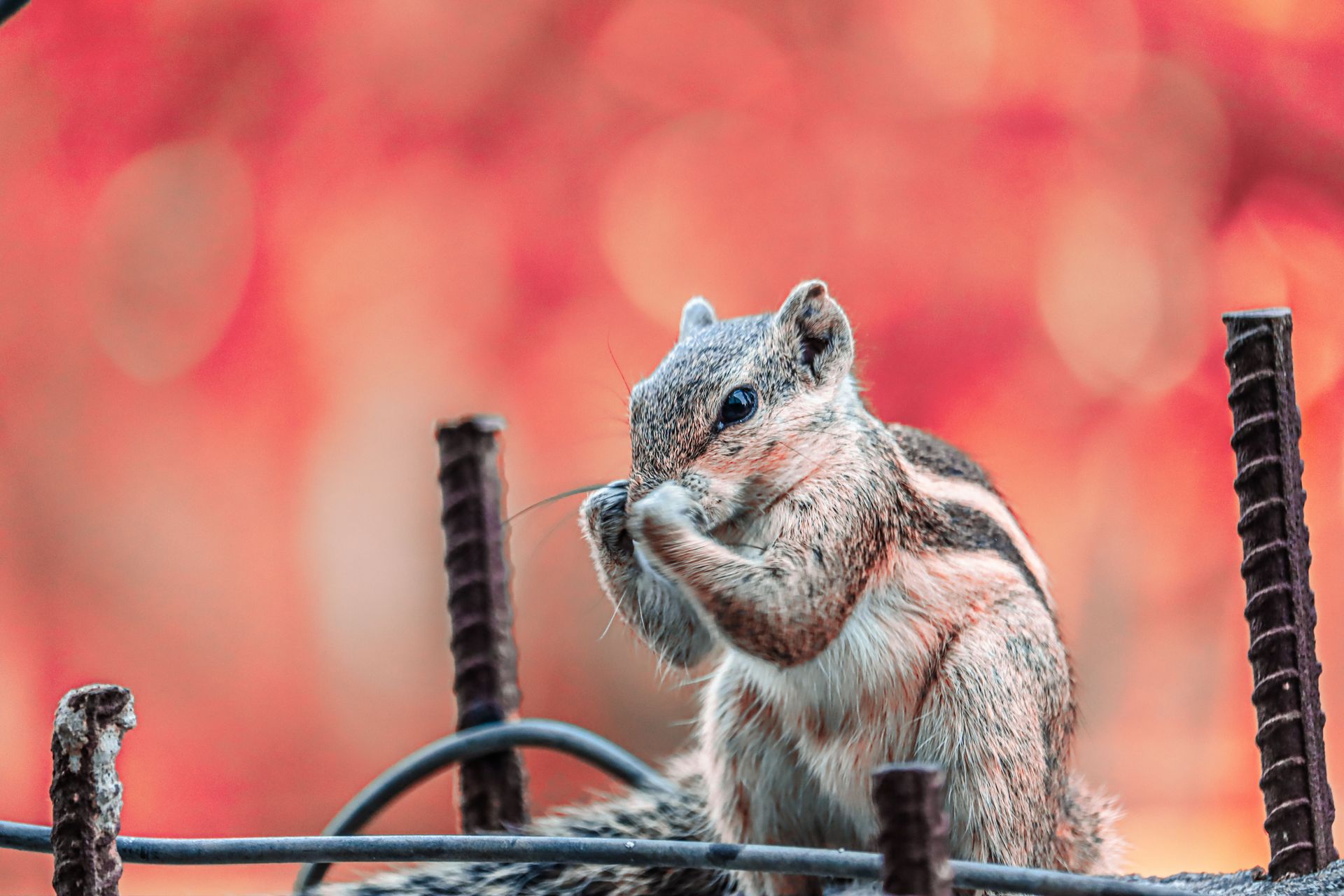 Adorable squirrel nibbling in a vibrant autumn setting.