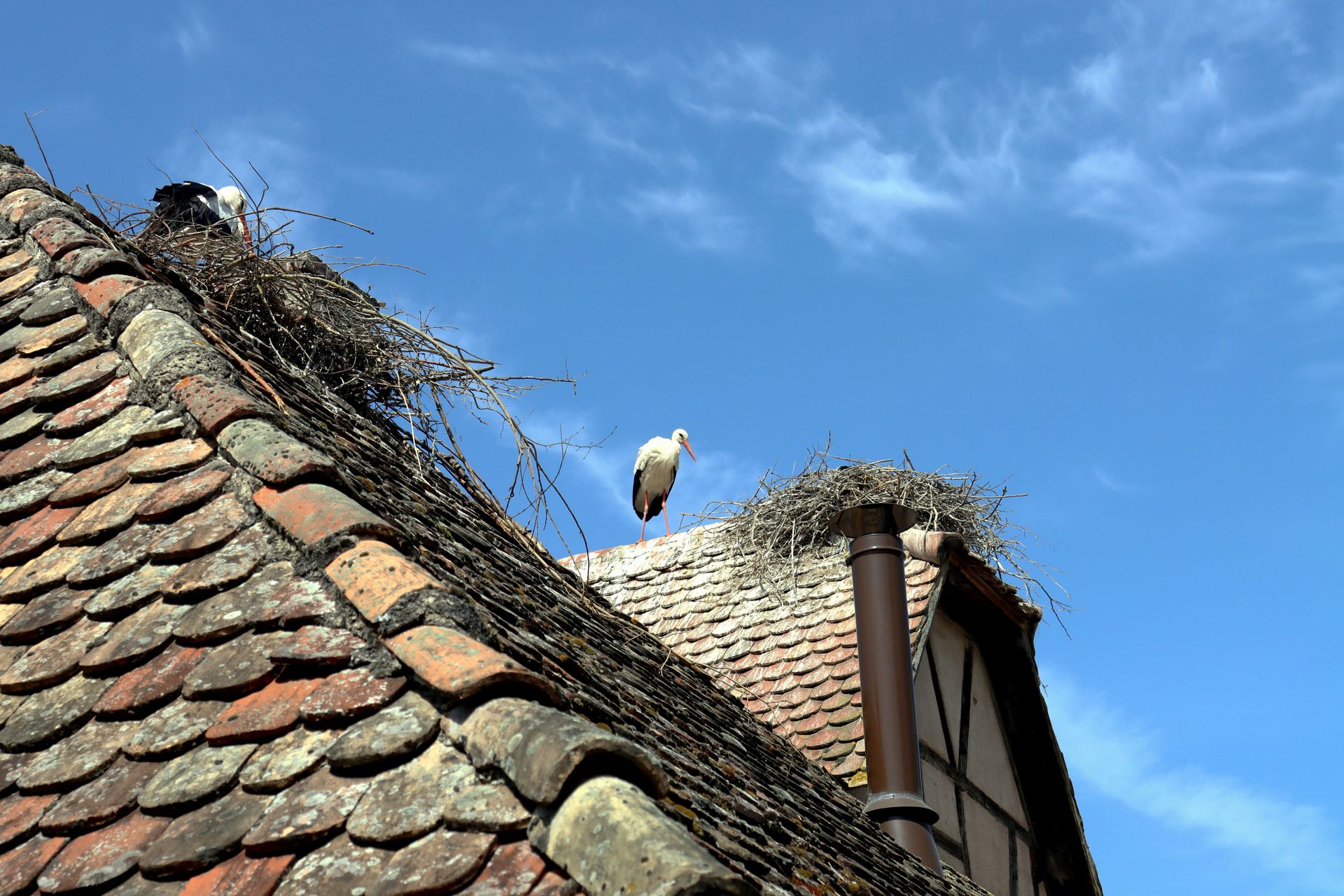 White storks nesting on a charming Ungersheim rooftop under a clear blue sky.
